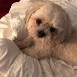 Meet your Posher, Janey